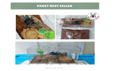 PAKET BEST SELLER - CHROMATOPELMA CYANEOPUBESCENS / GBB